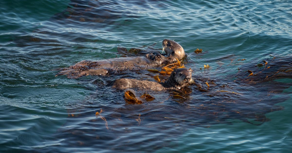 Two otters swimming in blue water