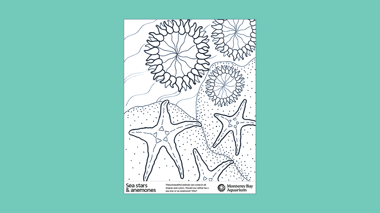 Ocean animal coloring pages | Monterey Bay Aquarium
