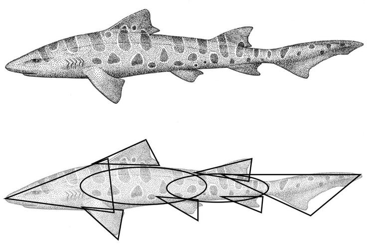 How to draw a shark | Monterey Bay Aquarium