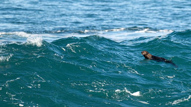 Lone sea otter floating upright behind large ocean wave, small head visible above churning surf