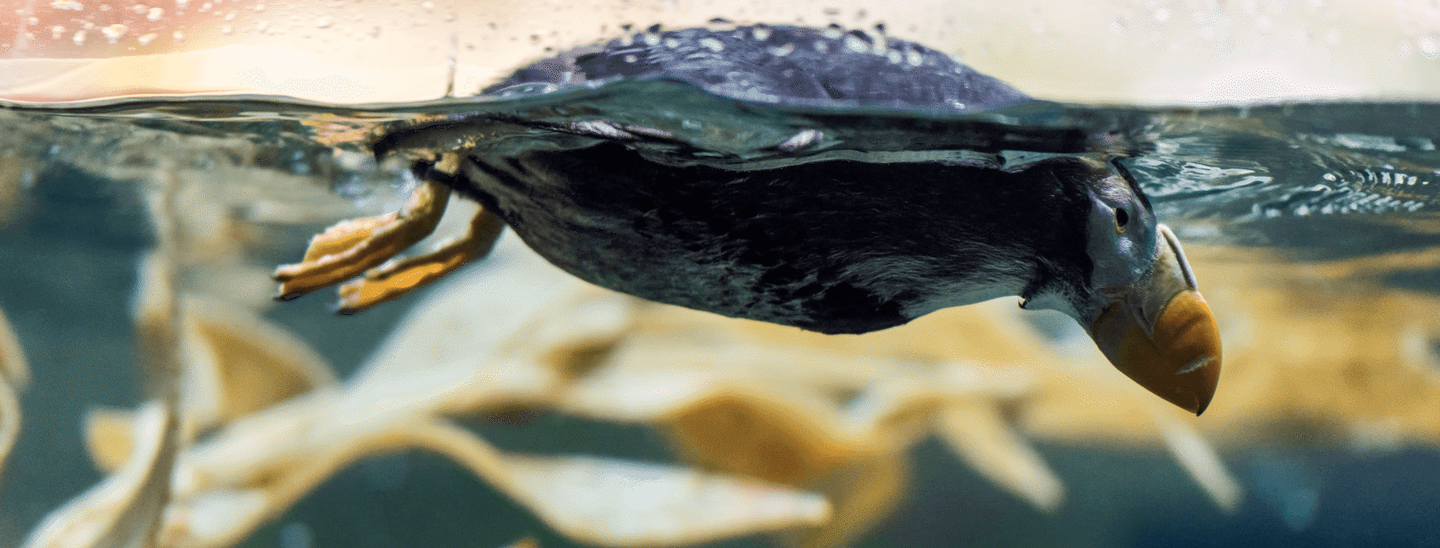 A view of a puffin swimming under water
