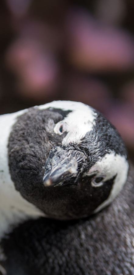 An African penguin looking ahead with its head tilted to the right