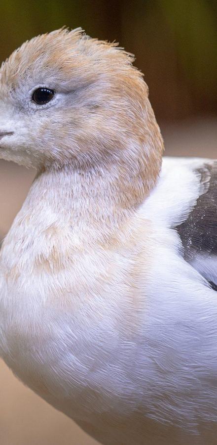 Two American avocets, fluffy white, tan, and brown shorebirds resting in the sand in the Aviary exhibit