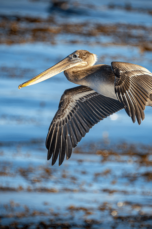 Brown pelican in full flight with wings spread wide soaring low over blue water and golden kelp beds in warm afternoon light