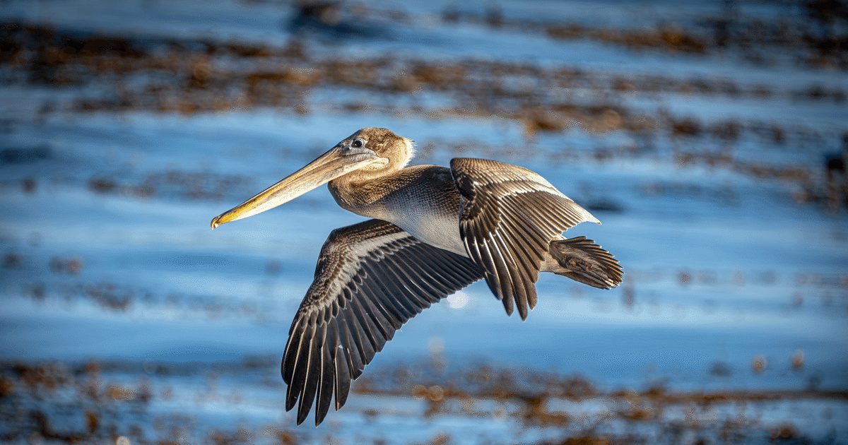Brown pelican | Monterey Bay Aquarium