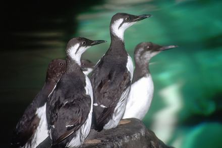 Common murre on haulout in Monterey Bay Habitats exhibit