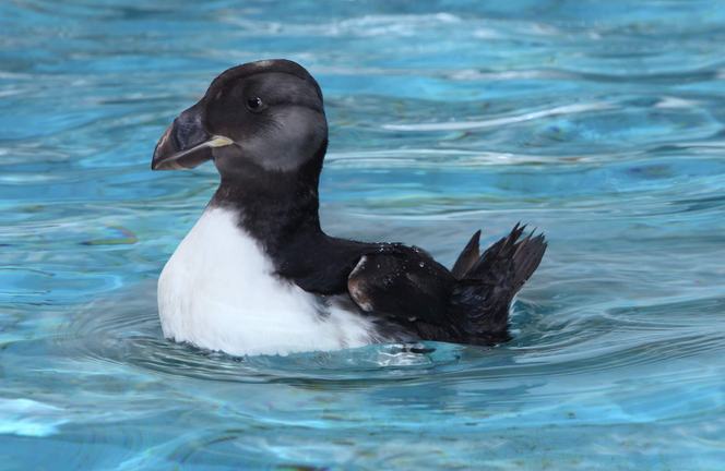 Horned puffin in winter plumage