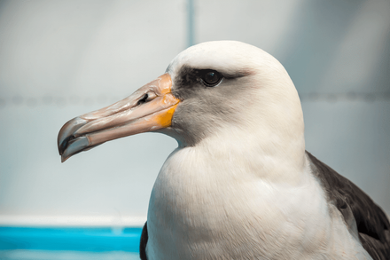 Profile view of the Monterey Bay Aquarium's rescued Laysan albatross with its long yellow