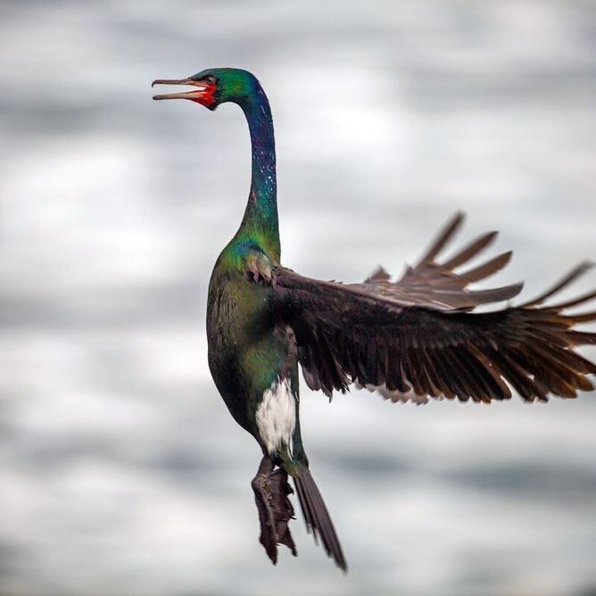 A pelagic cormorant mid-flight