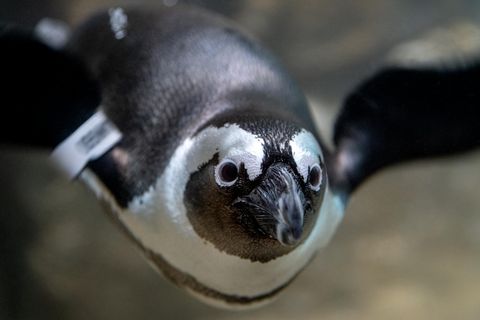 Amigo, the African penguin, swimming underwater