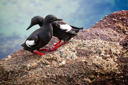 Two pigeon guillemots on a rock near the Great Tide Pool