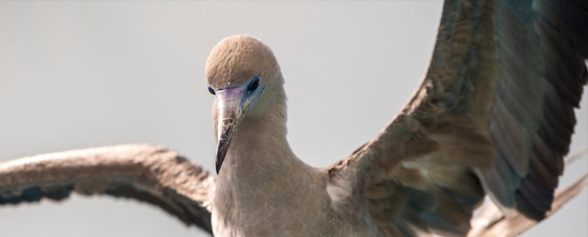 Red-footed booby Sula lifting her wings