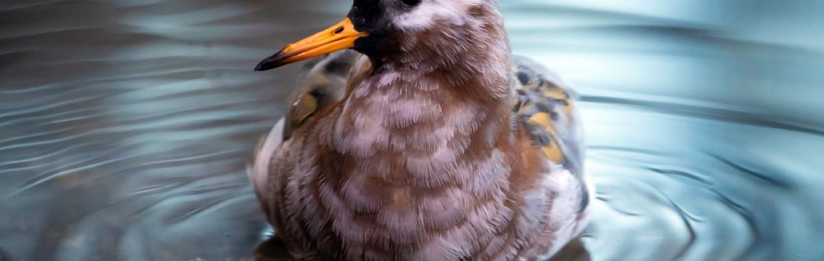A red phalarope