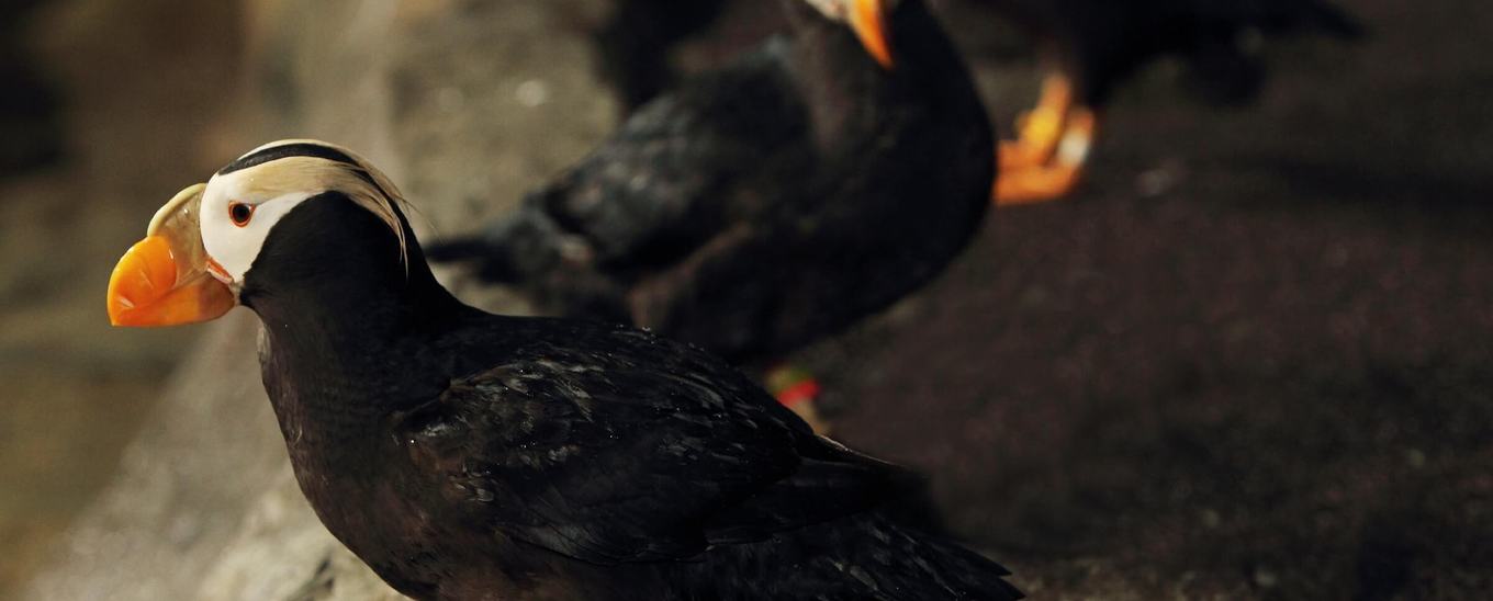 Close-up of tufted puffins in the Ocean Travelers gallery