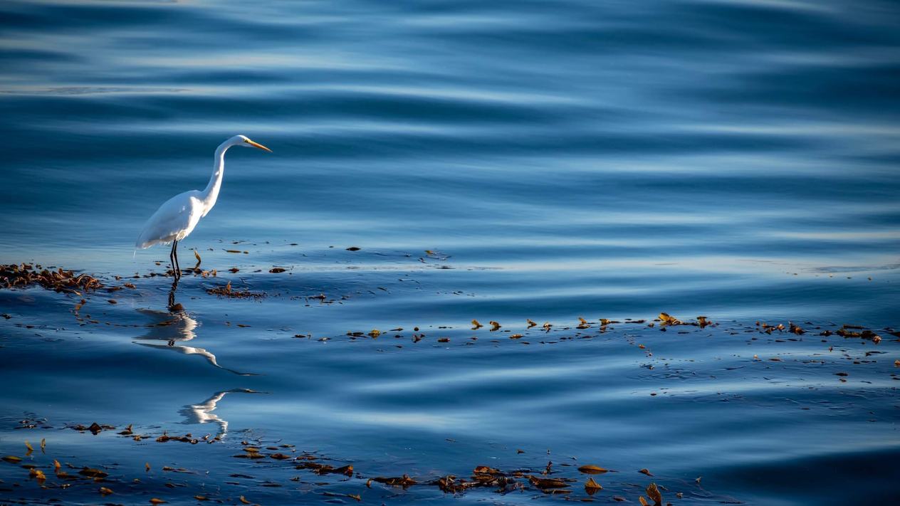 A snowy egret in Monterey Bay