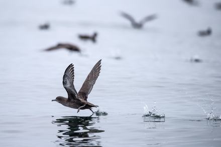 A sooty shearwater flying low over the surface of Monterey Bay with others flying in the background