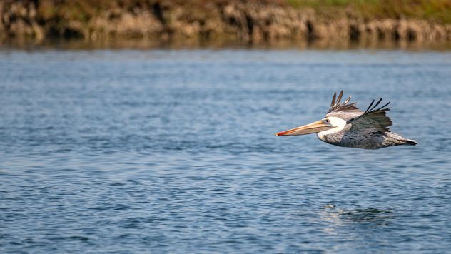 Brown pelican flying low over the water in Elkhorn Slough