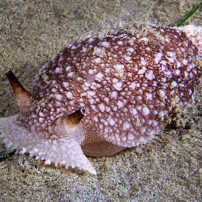 A California sea owl crawls along the seafloor