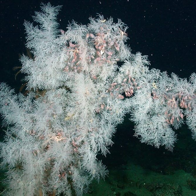 The dense branches of a Christmas tree coral