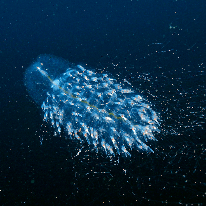 Christmas tree siphonophore glowing blue-white against deep black ocean water