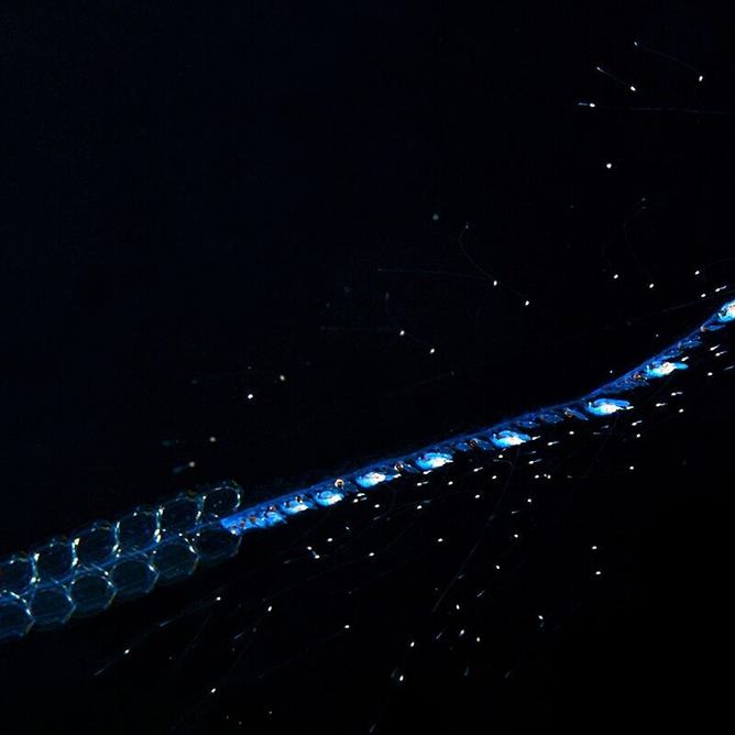 A common siphonophore in the ocean