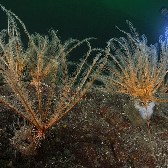 Feather stars settles on the deep seafloor