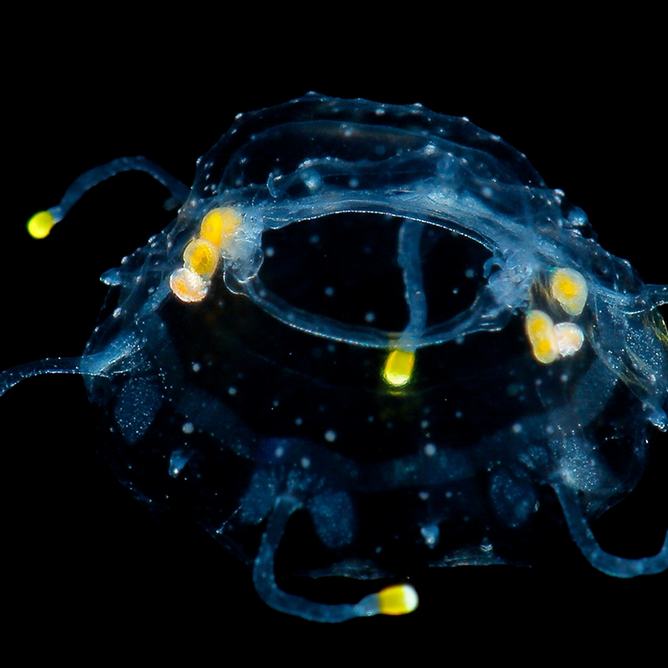A gold-spotted crown jellydrifts with the currents
