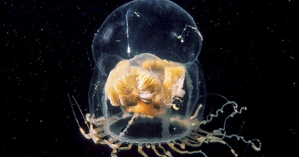 Hourglass jelly | Monterey Bay Aquarium