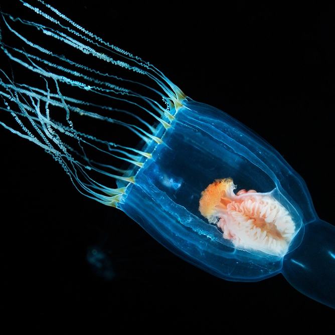 Long-spur jellies play a vital role in ocean health