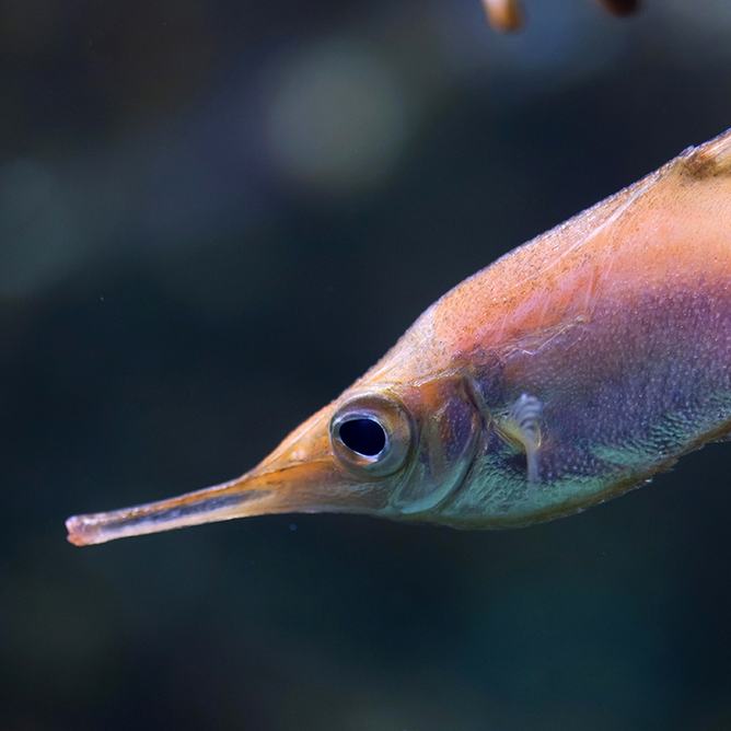 A longspine snipefish with a strawlike snout