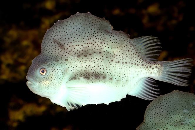 Lumpfish | Monterey Bay Aquarium