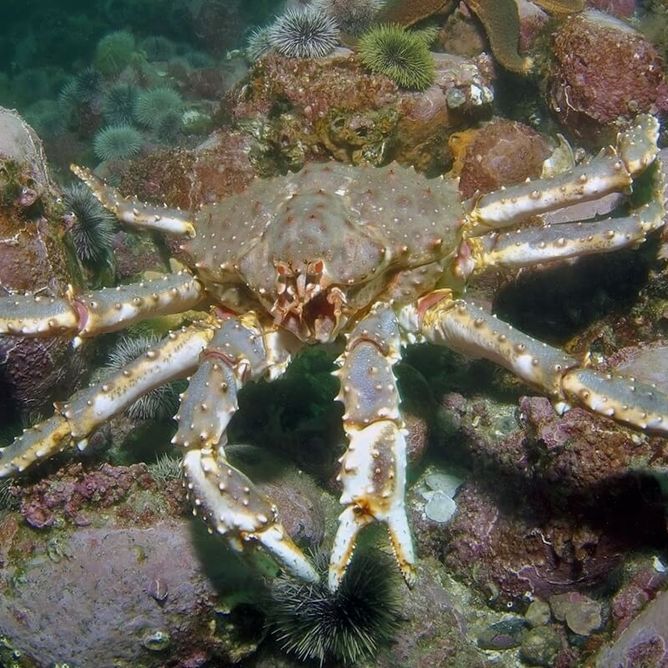 A red king crab scours the seafloor
