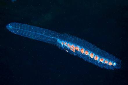 Elongated glowing blue spotted siphonophore with vivid orange-red internal organs floating in dark ocean water