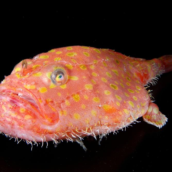 A sea toad appearing light pink with orange polka dots, large eyes, and a frown