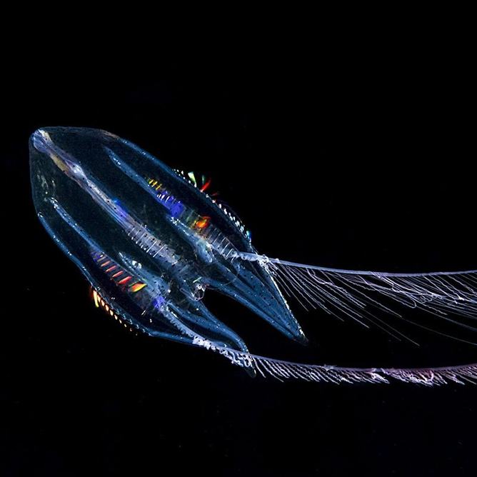 A colorful winged comb jelly