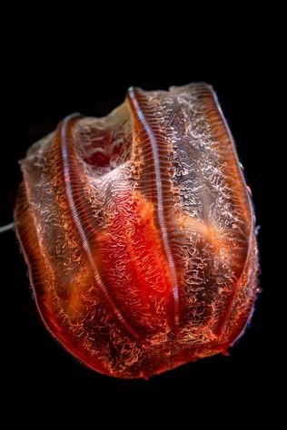A bright red comb jelly with a lattice pattern floating in black water