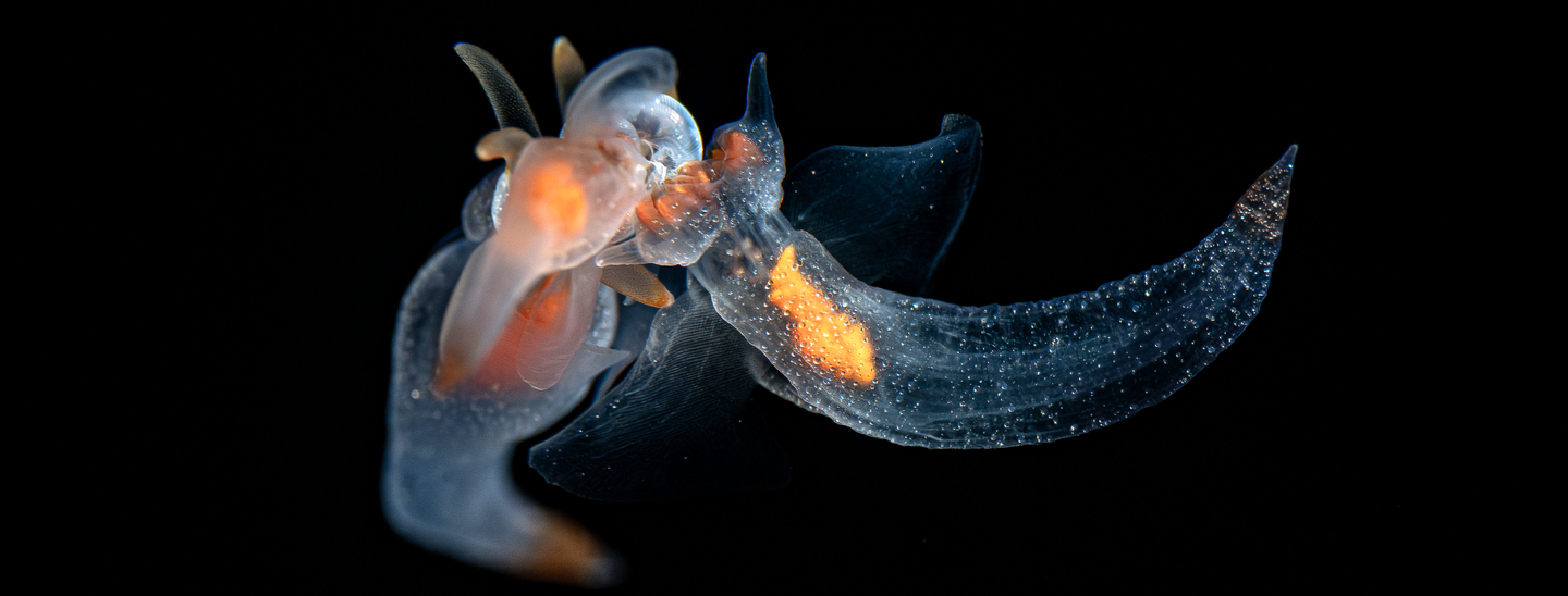 A sea angel against a dark background appearing transparent and orange