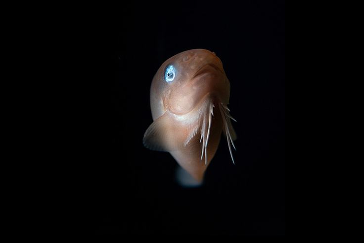Fish With Spliff Explore the seafloor | Monterey Bay Aquarium