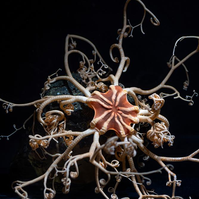 A basket star in the deep dark ocean