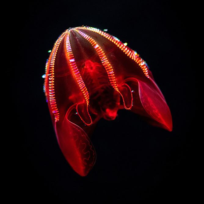 Bloody-belly comb jelly swimming in dark water