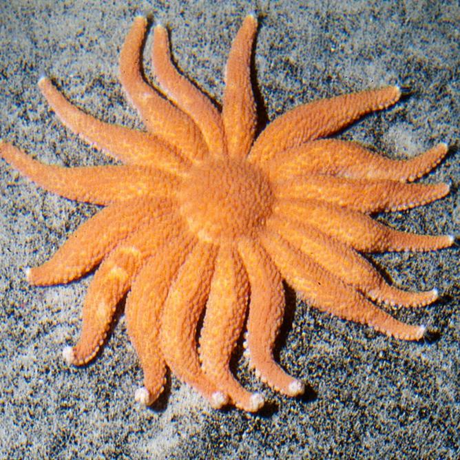 A deep-sea sunstar on the ocean floor