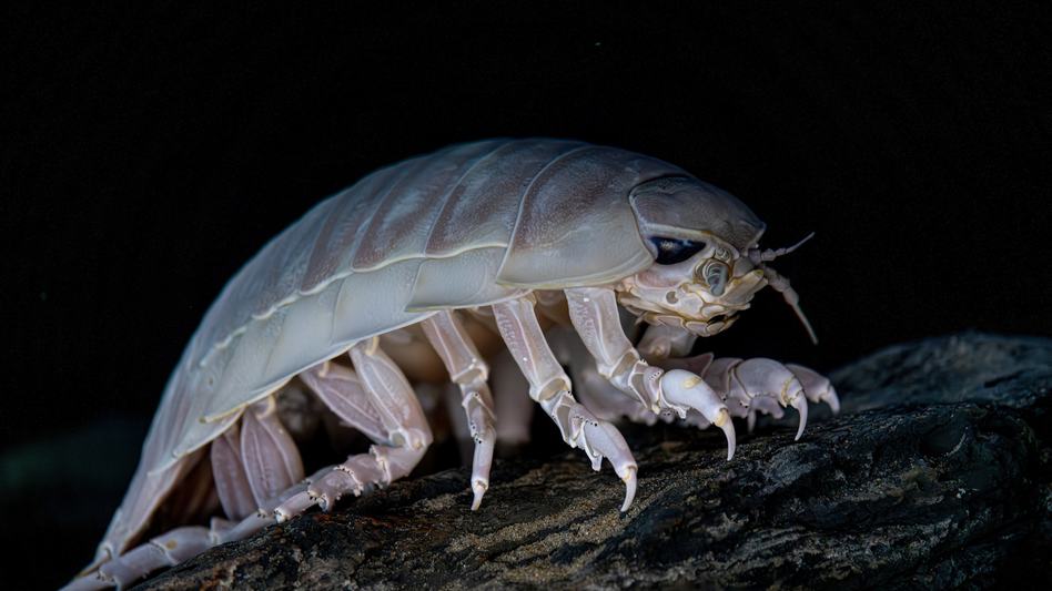 9 unique deep sea creatures you want to know | Monterey Bay Aquarium
