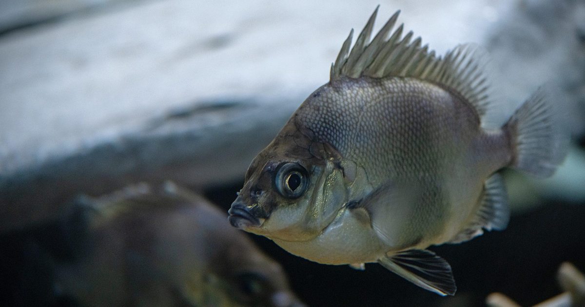 Japanese armorhead | Monterey Bay Aquarium
