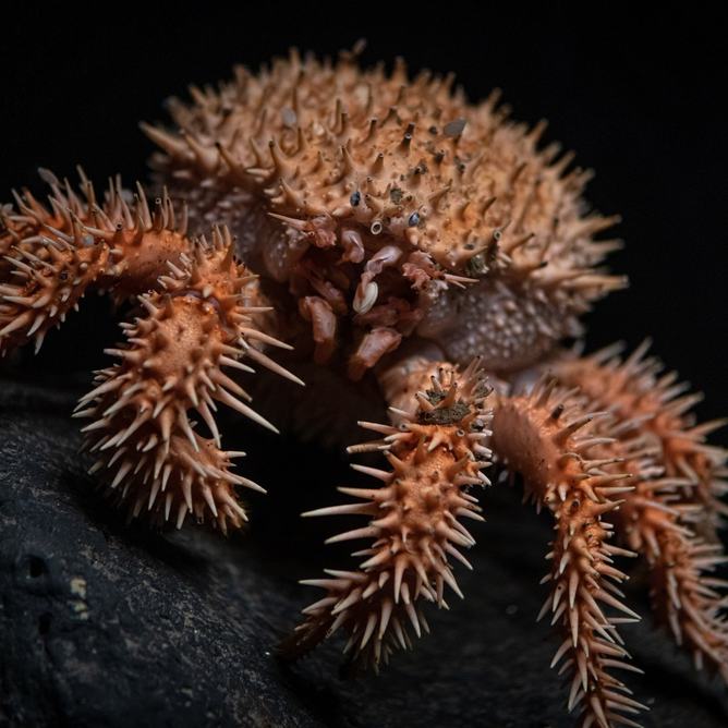 Japanese porcupine crab looking straight ahead in dark water