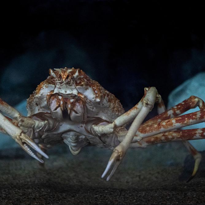 Japanese spider crab