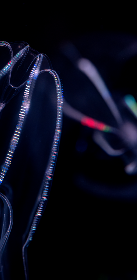 Two colorful lobed comb jellies glowing softly as they drift through pitch-black water