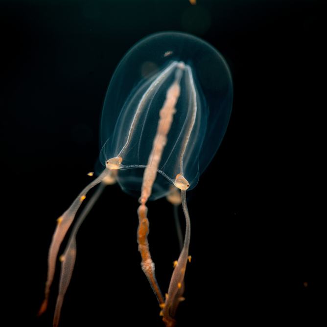 Long-mouth jelly in the dark sea