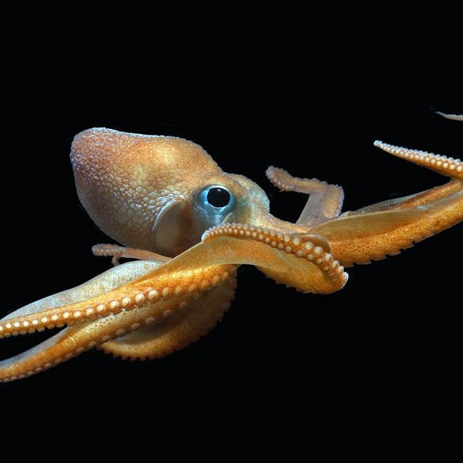 A North pacific bigeye octopus against a black background, this small octopus appears yellow and has large eyes compared to its overall body
