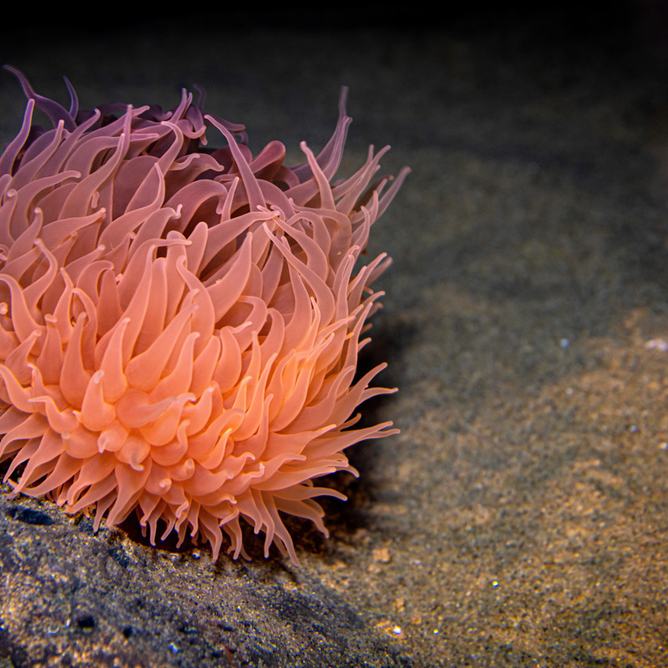 Pom-pom anemone on the seafloor