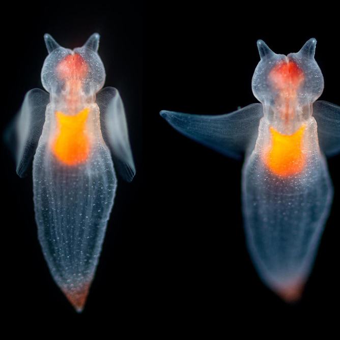 A composite image of a sea angel floating in dark waters with it's wings pulled tight to it's body on the left side and then fully extended on the right side of the photo